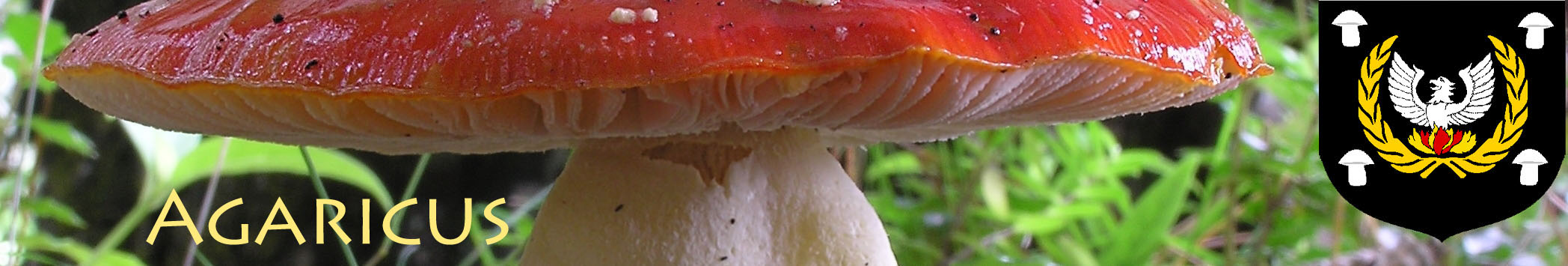 The Shire of Agaricus